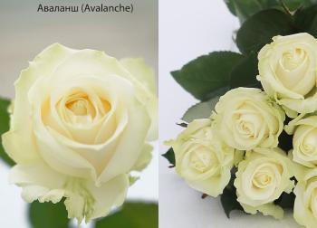 Фото товара Аваланш
