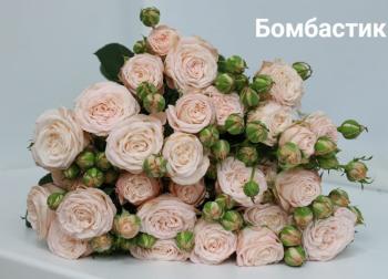 Фото товара Бомбастик